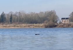 bever-in-marshaveen-250