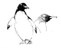 Pinguin illu