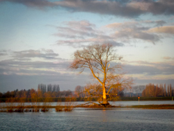 stormschade-aan-boom-18-01-18